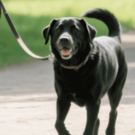 햇빛 비타민 섭취 산책을 통해 건강 챙기자