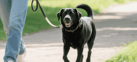 햇빛 비타민 섭취 산책을 통해 건강 챙기자